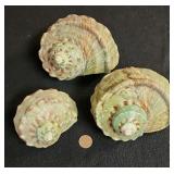 SJP015 - Turbo Green Shells (3)