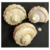 SJP016 - Green Turbo Shells (3)