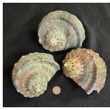 SJP017 - Green Turbo Shells (3)