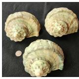 SJP018 - Green Turbo Shells (3)