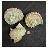 SJP019 - Green Turbo Shells (3)