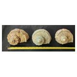 SJP020 - Green Turbo Shells (3)