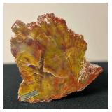 SJP031- Arizona Petrified Rainbow Wood