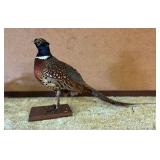 SJP033- Vintage Taxidermy Ring Necked Pheasant 