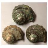 SJP035 - TRIO OF GREEN TURBO SHELLS