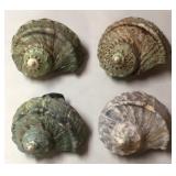 SJP038 - QUARTET OF GREEN TURBO SHELLS