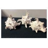 SJP039- (3) Murex Ramosus Shells