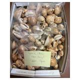 SJP042- Box Of Deer Cowrie Shells