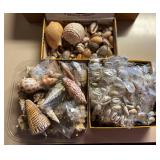 SJP043- Shells, Beautiful Shells