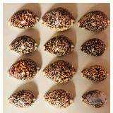 SJP045 - TWELVE TIGER COWRY SHELLS