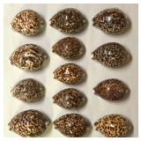 SJP046 - THIRTEEN TIGER COWRY SHELLS