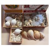 SJP049- (3) Boxes Of Shells