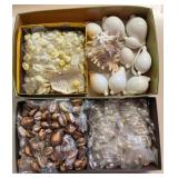 SJP051- Boxes Of Beautiful Shells