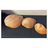 SJP052- (3) Melon Volute Shells