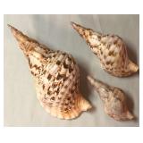 SJP053 - TRIO OF TRITON’S TRUMPET SHELLS