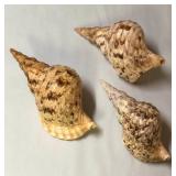 SJP054 - THREE TRITON’S TRUMPET SHELLS
