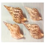 SJP055 - FOUR TRITON’S TRUMPET SHELLS