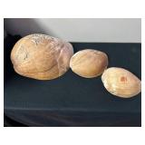 SJP061- (3) Melon Volute Shells