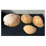 SJP062- (4) Melon Volute Shells