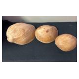 SJP063- (3) Melon Volute Shells