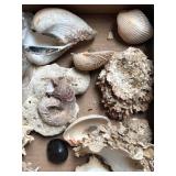 SJP065 - 50+ ASSORTED SEASHELLS