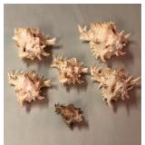 SJP066 - SIX RAMOSE/BRANCHED MUREX SEASHELLS