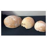 SJP069- (3) Melon Volute Shells