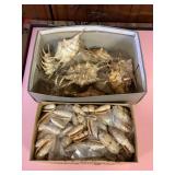 SJP070 Two Boxes Of Beautiful Shells 