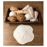 SJP072 Various Shells