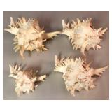 SJP074 - FOUR RAMOSE/BRANCHED MUREX SEASHELLS