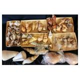 SJP088 - Assorted Sea Shells 