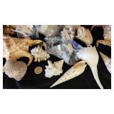 SJP088 - Assorted Sea Shells 