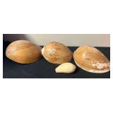 SJP093- (4) Melon Volute Shells