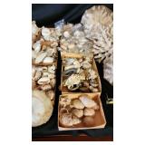 SJP099 - Assorted Sea Shells And More