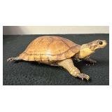 SJP101- Taxidermy Turtle