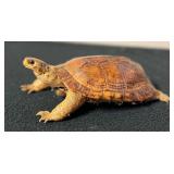 SJP102- Taxidermy Turtle