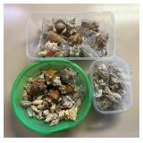 SJP103- (3) Containers Full Of Shells