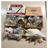 SJP104- Shells Beautiful Shells