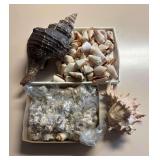 SJP105- (2)Boxes Of Assorted Shells 