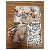 SJP107- Pink Mouthed Murex Shells & Assorted Shells
