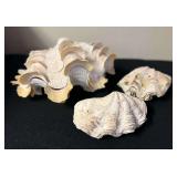 SJP108- Beautiful Clam Shells