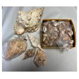 SJP110- Box Of Lynx Shells & Assorted Shells