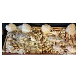 SJP119 - Assorted Sea Shells And More 