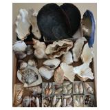 SJP123 - Assorted Sea Shells 