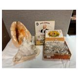 SJP148- (2) Cassius Cornuta Shells With Boxes Of Shells