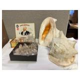 SJP149- (2) Cassius Cornuta Shells & Boxes Of Various Shells