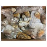 SJP150- Box Of Conus Betulinus Shells