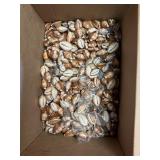 SJP151- Box Of Snake Head Cowry Shells