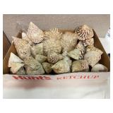 SJP153- Box Of Niloticus Shells