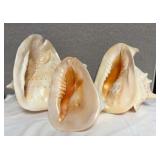 SJP154- (3) Cassius Cornuta Shells